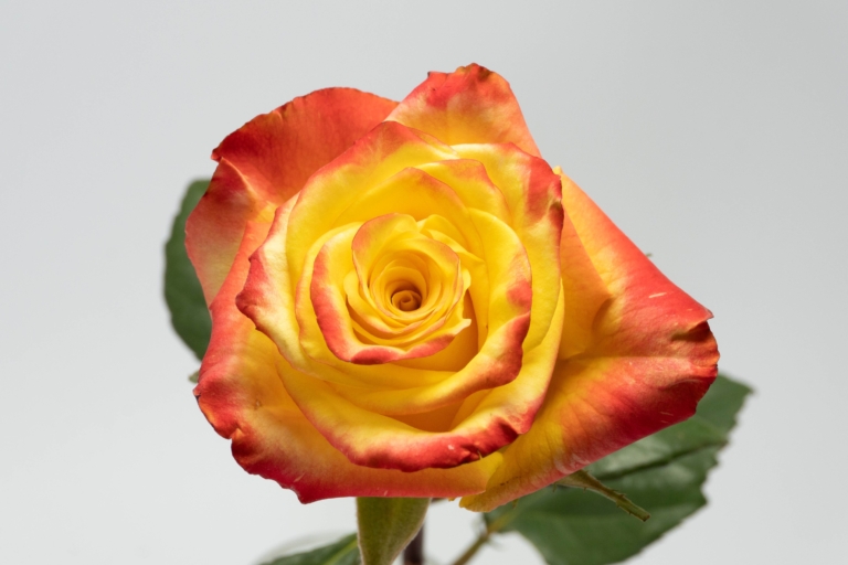 High Yellow Flame — Bicolor rose, Luxus Blumen