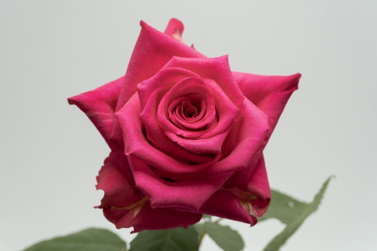 Hot Explorer — Hot Pink rose, Luxus Blumen