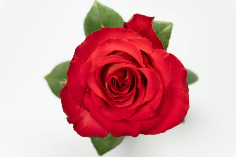 Iguazu — Bicolor rose, Luxus Blumen