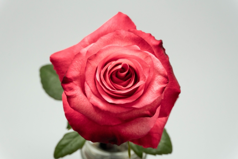 Inside — Bicolor rose, Luxus Blumen
