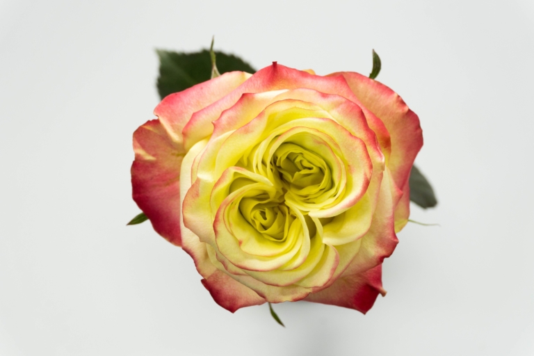 Journey — Garden Style rose, Luxus Blumen