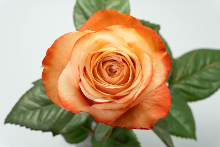 Kahala — Peach rose, Luxus Blumen