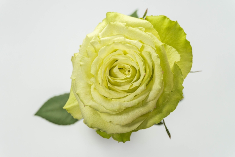 Lemonade — Green rose, Luxus Blumen