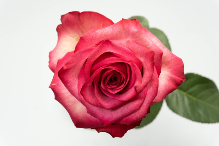 Lola — Hot Pink rose, Luxus Blumen