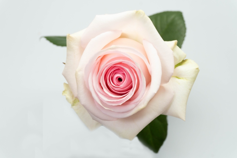 Loraine — Light Pink rose, Luxus Blumen