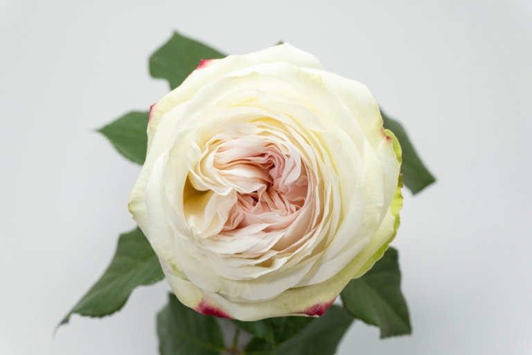 Lorena Summerhouse — Garden Style rose, Luxus Blumen