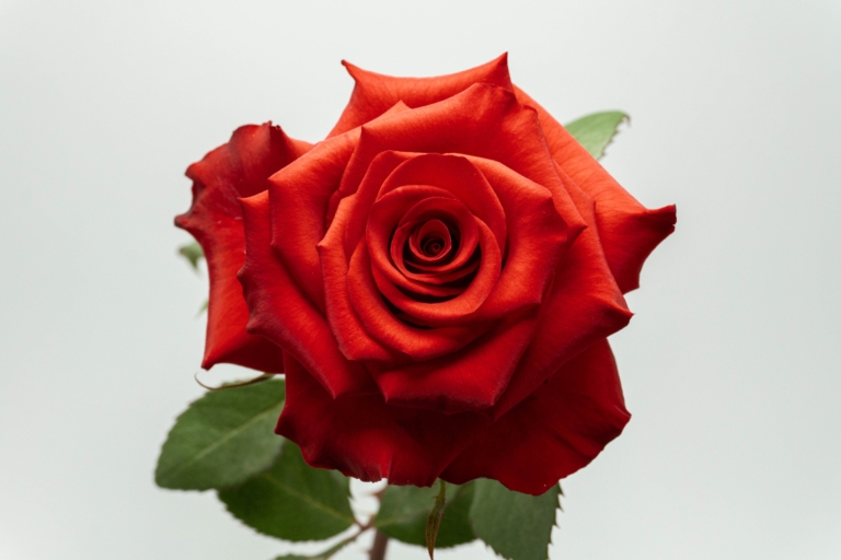 Love Paris — Red rose, Luxus Blumen
