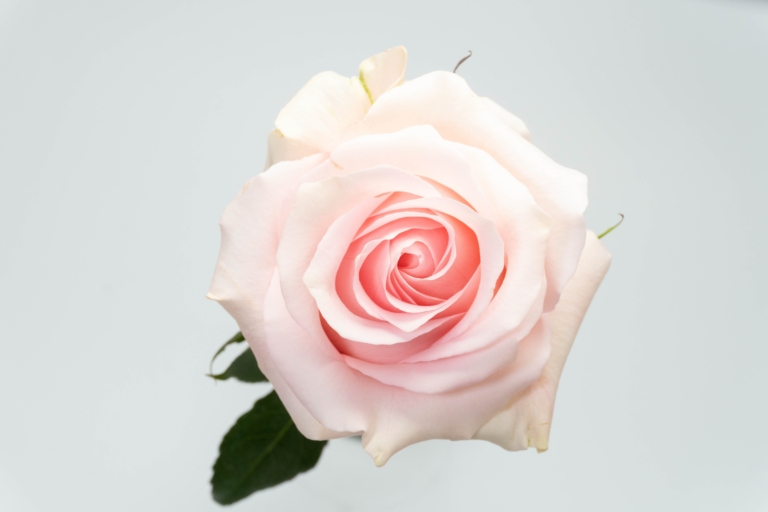 Luciano — Light Pink rose, Luxus Blumen