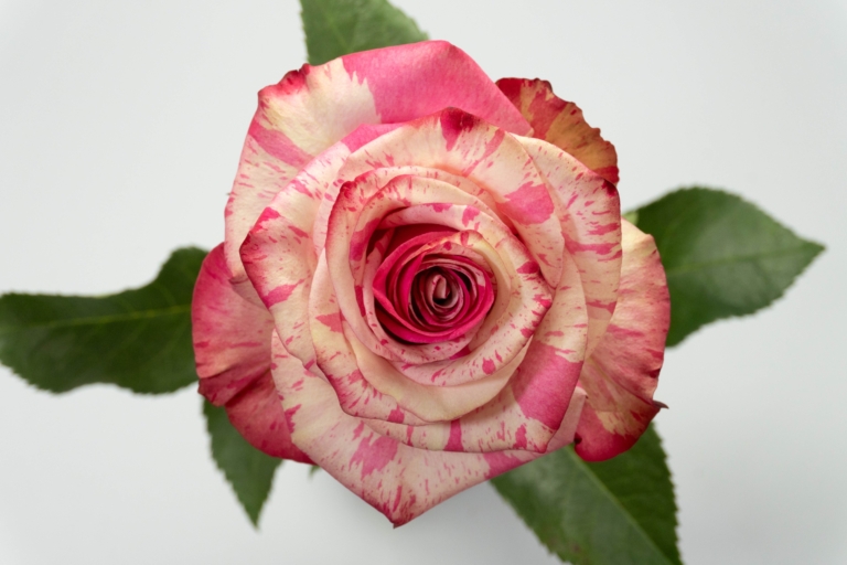 Magic Times — Bicolor White & Pink rose, Luxus Blumen