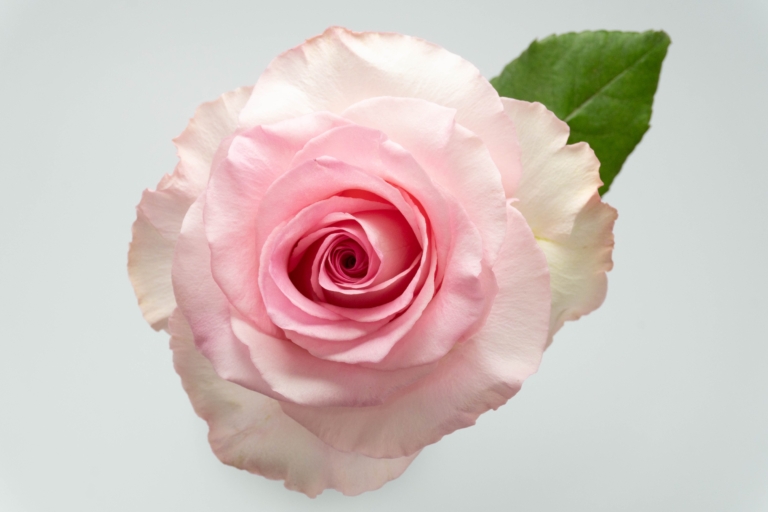 Mandala — Light Pink rose, Luxus Blumen