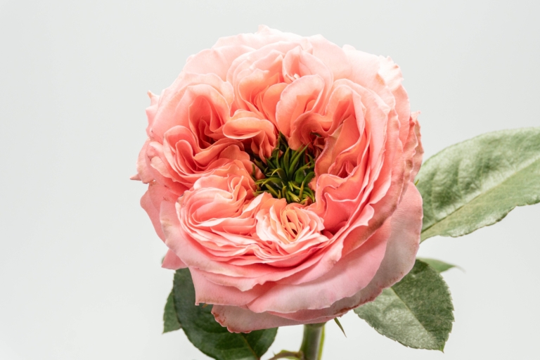 Mandarin X-Pression — Garden Style rose, Luxus Blumen
