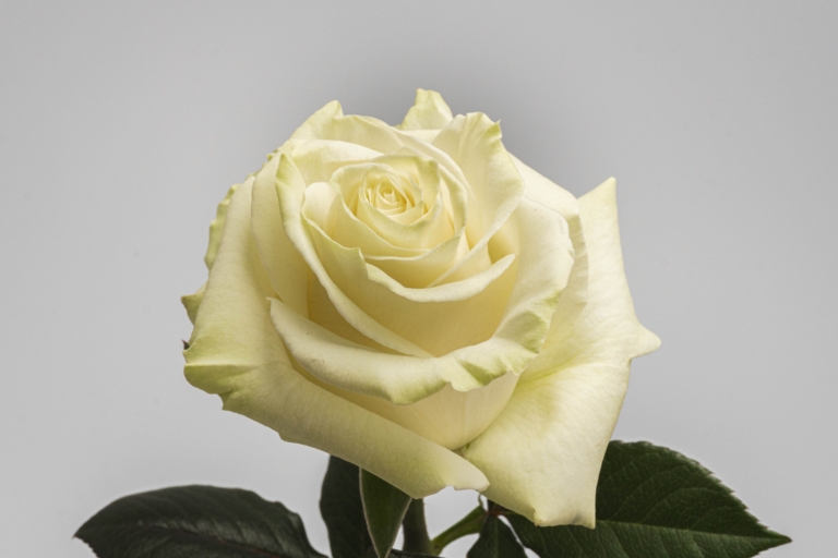 Mondial — White rose, Luxus Blumen