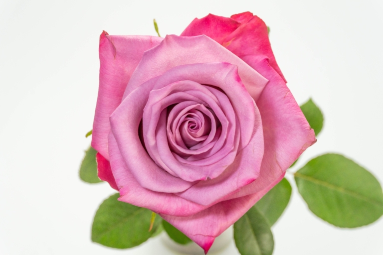 Moody Blues — Purple & Lavender rose, Luxus Blumen