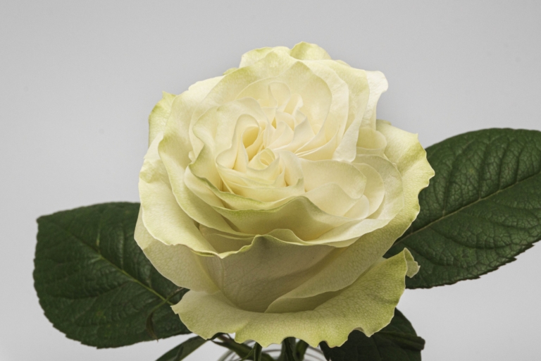 Moonstone — White rose, Luxus Blumen