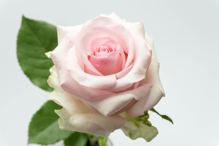 Nena — Light Pink rose, Luxus Blumen