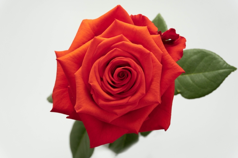 Nina — Orange rose, Luxus Blumen