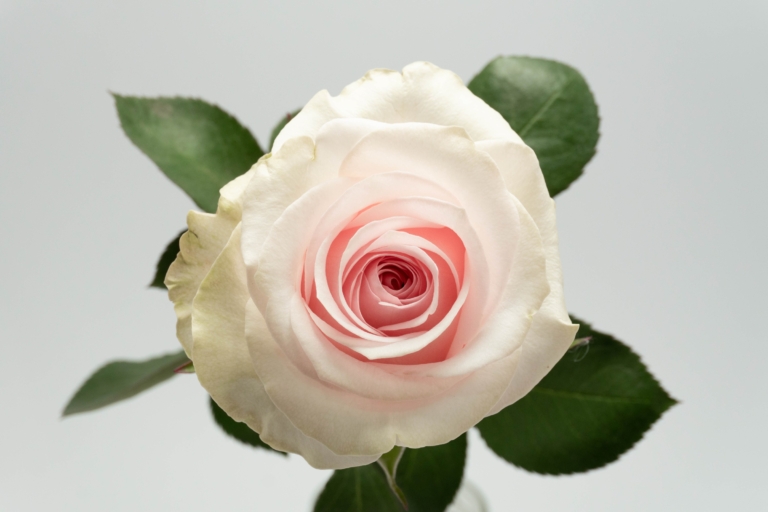 Novia — Light Pink rose, Luxus Blumen