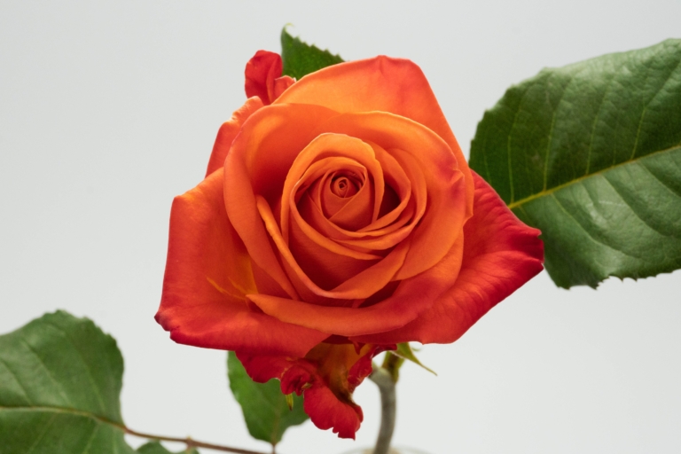 Orange Crush — Orange rose, Luxus Blumen