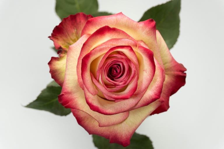 Paloma — Bicolor White & Pink rose, Luxus Blumen