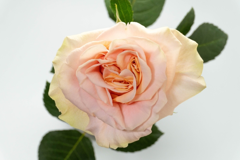 Phoenix — Garden Style rose, Luxus Blumen