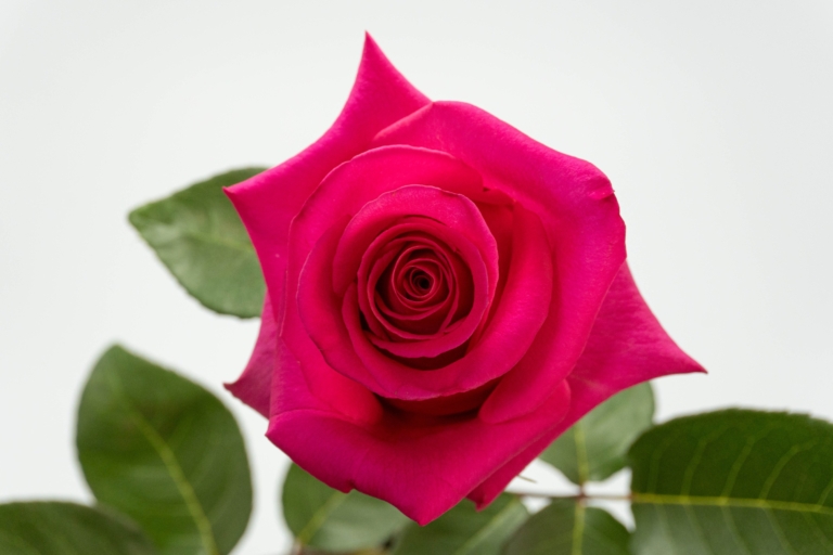 Pink Floyd — Hot Pink rose, Luxus Blumen