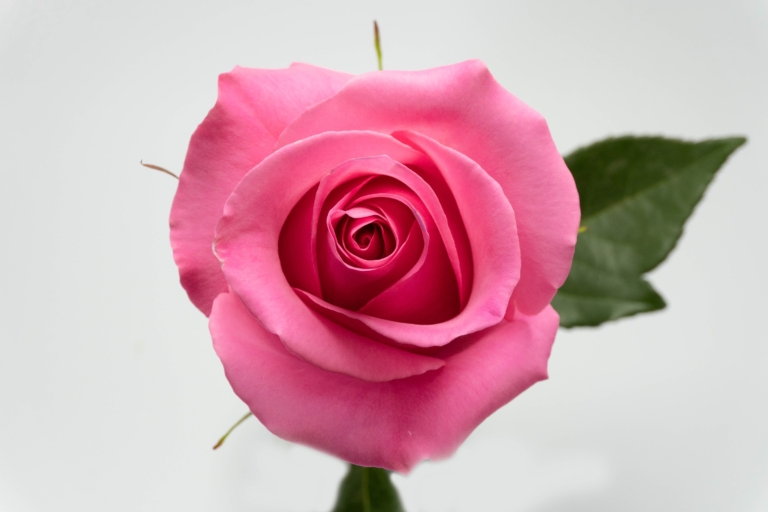 Pink Martini — Pink rose, Luxus Blumen