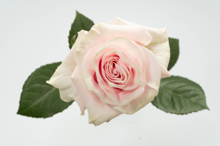 Pink Mondial — Light Pink rose, Luxus Blumen