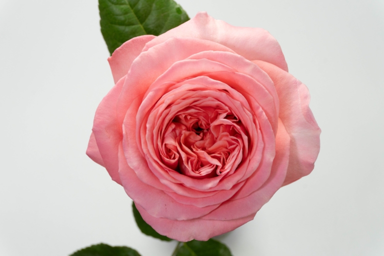 Pink X-Pression — Garden Style rose, Luxus Blumen