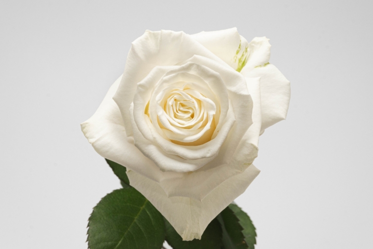 Playa Blanca — White rose, Luxus Blumen