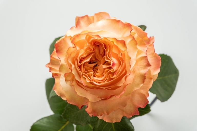 Princess Crown — Garden Style rose, Luxus Blumen