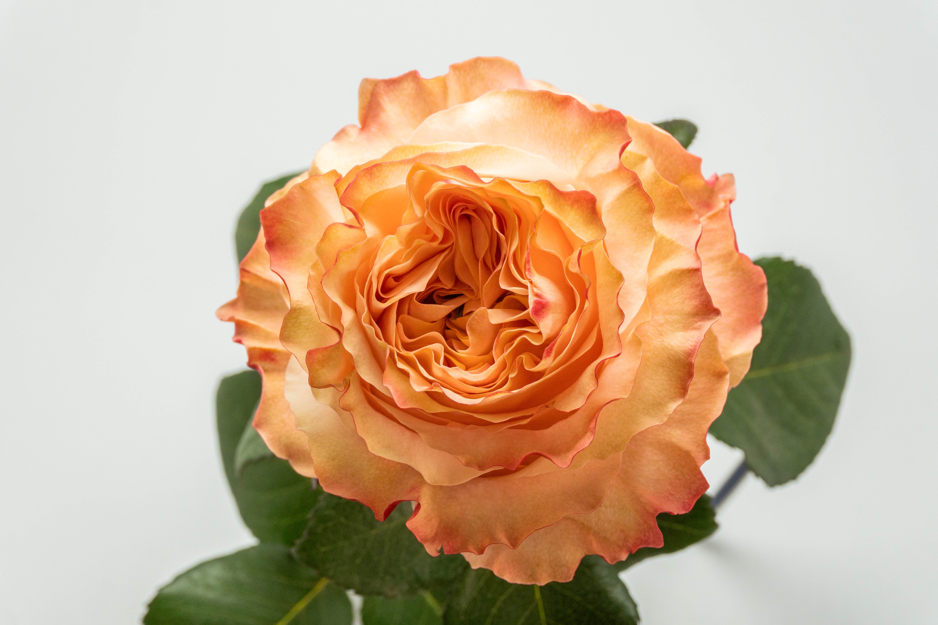 Princess Crown — Rose by Luxus Blumen