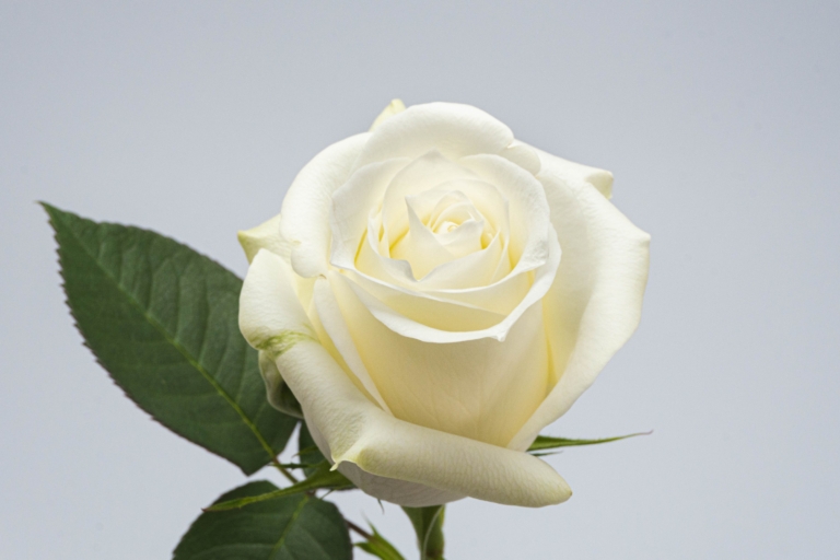 Proud — White rose, Luxus Blumen