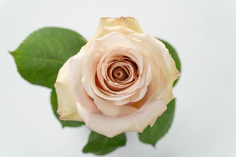 Quicksand — Sandy Cream rose, Luxus Blumen