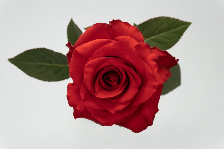 Royal Explorer — Light Red rose, Luxus Blumen