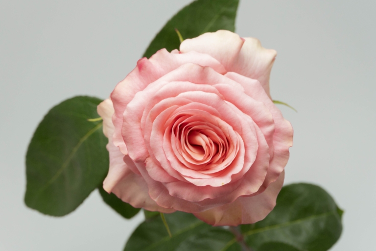 Saga — Pink rose, Luxus Blumen