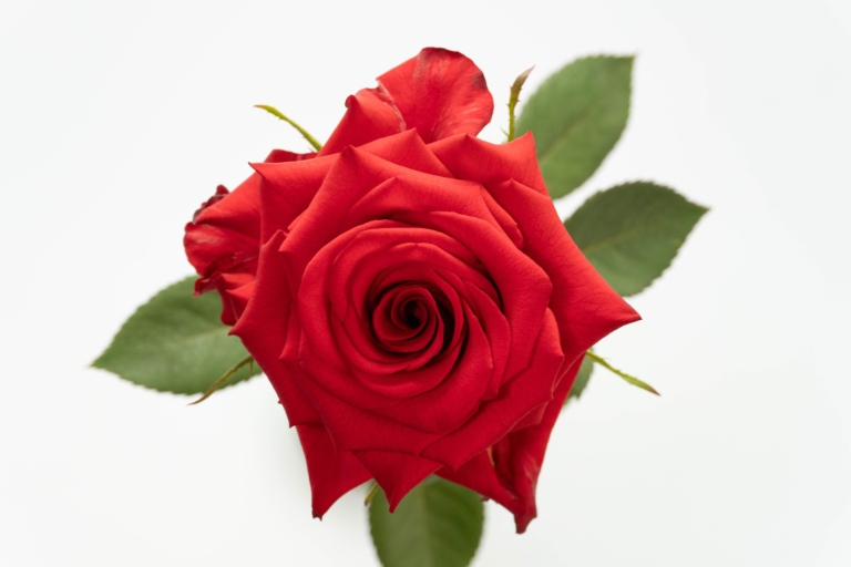Scarlata — Red rose, Luxus Blumen