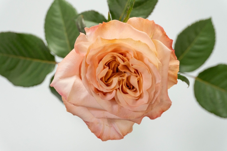 Shimmer — Salmon rose, Luxus Blumen