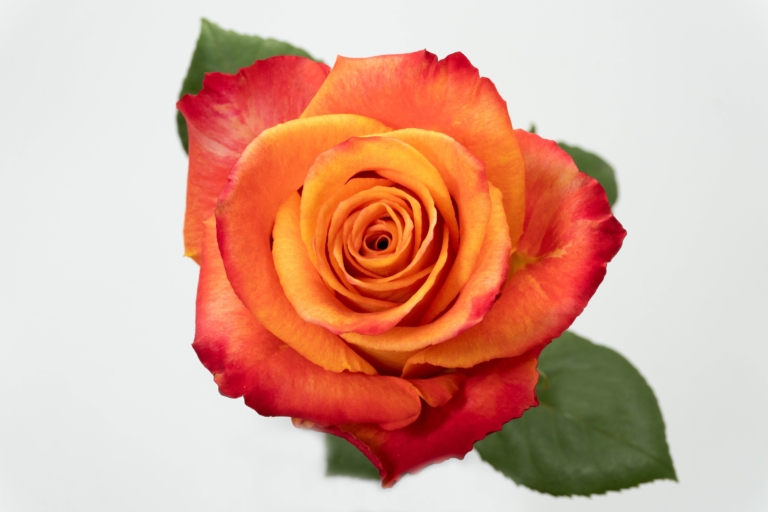 Silantoi — Bicolor rose, Luxus Blumen