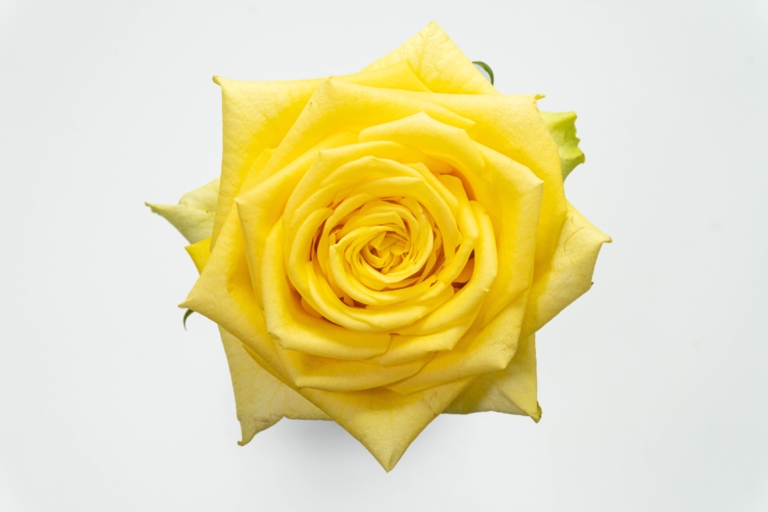 Stardust — Yellow rose, Luxus Blumen