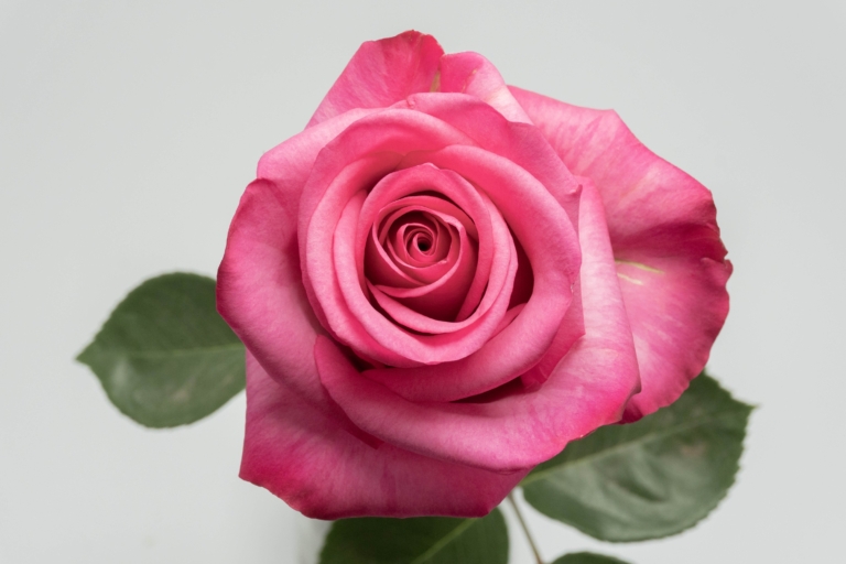 Stiletto — Hot Pink rose, Luxus Blumen