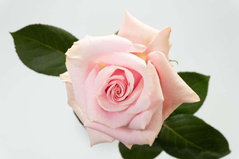 Sweet Mondial — Pink rose, Luxus Blumen