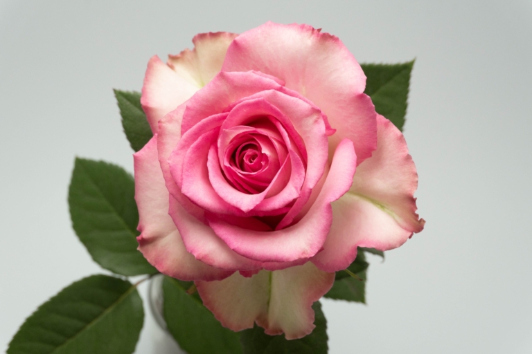 Sweet Unique — Pink rose, Luxus Blumen