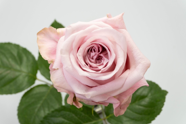 Sweet4Love — Garden Style rose, Luxus Blumen