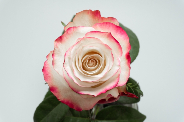 Sweetness — Bicolor rose, Luxus Blumen