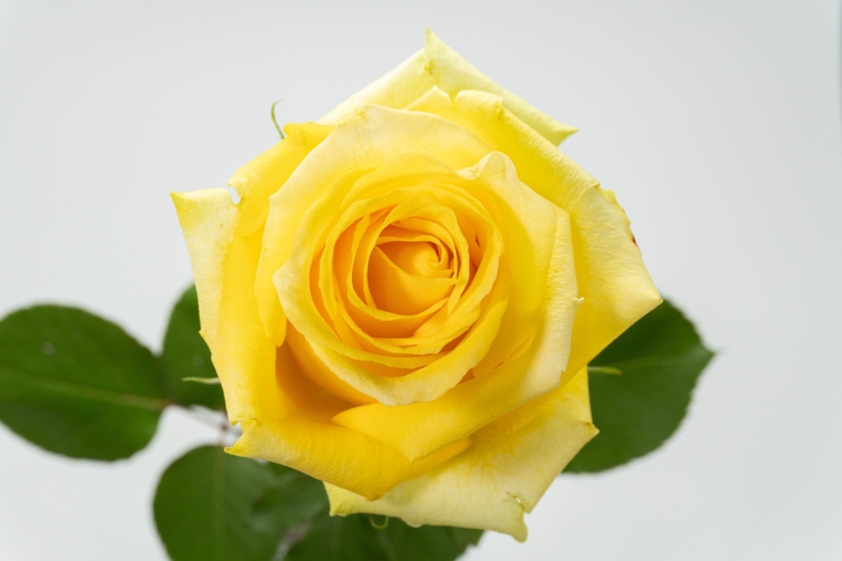 Tara — Yellow rose, Luxus Blumen
