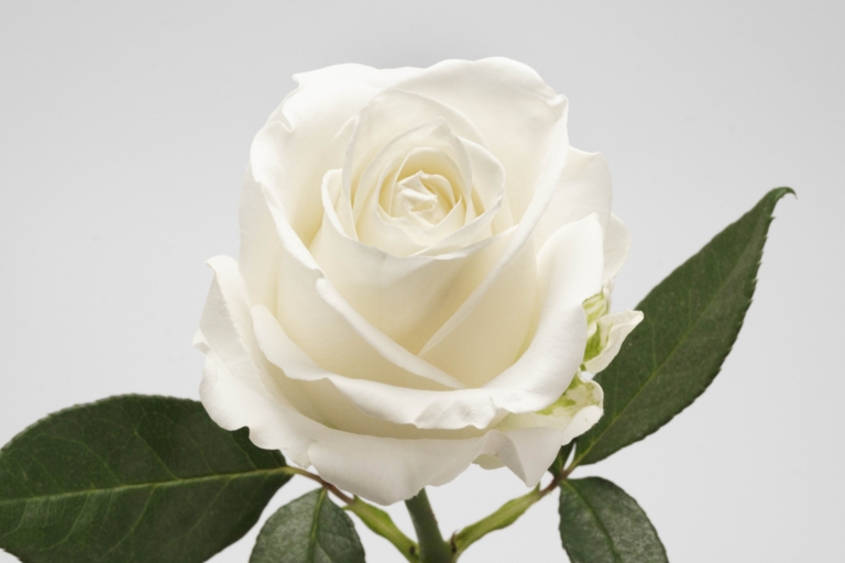 Tibet — White rose, Luxus Blumen