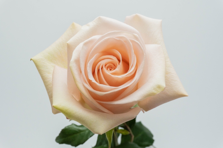 Tiffany — Peach rose, Luxus Blumen