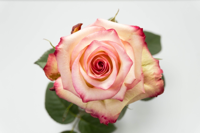Tormenta — Bicolor rose, Luxus Blumen