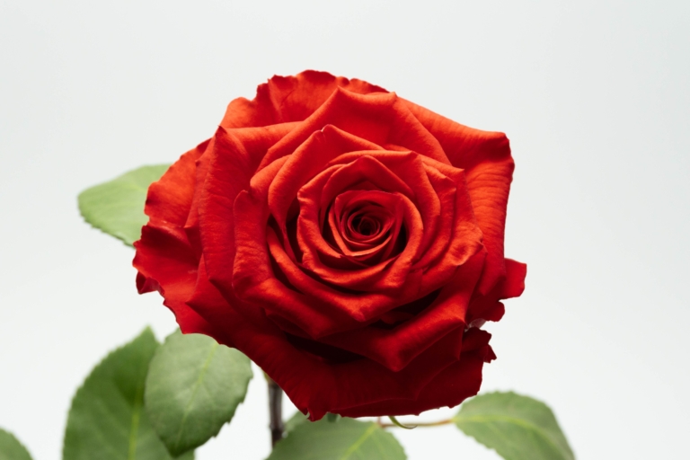 Undercover — Light Red rose, Luxus Blumen
