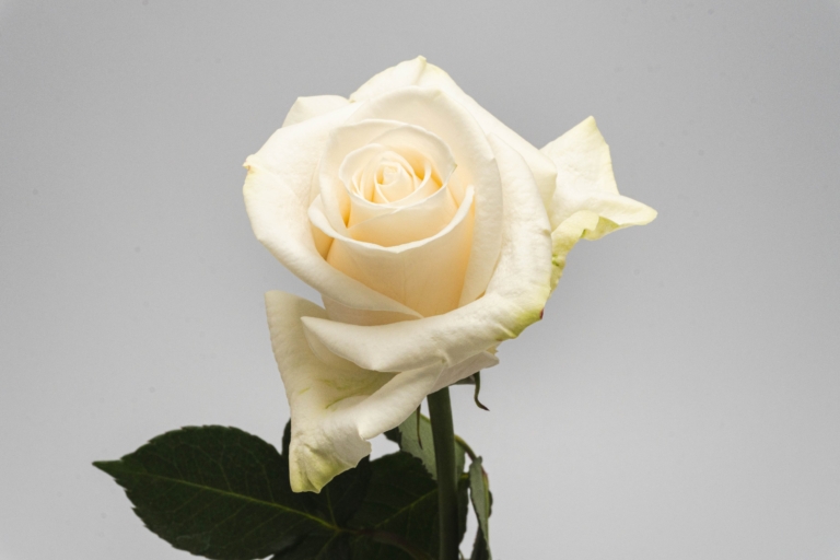 Vendela — White rose, Luxus Blumen